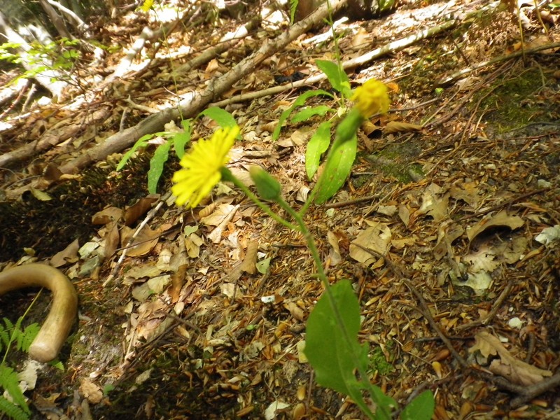 fiore giallo - Hieracium cfr. prenanthoides